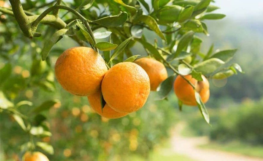 Visita a una finca de naranjos de Carcagente