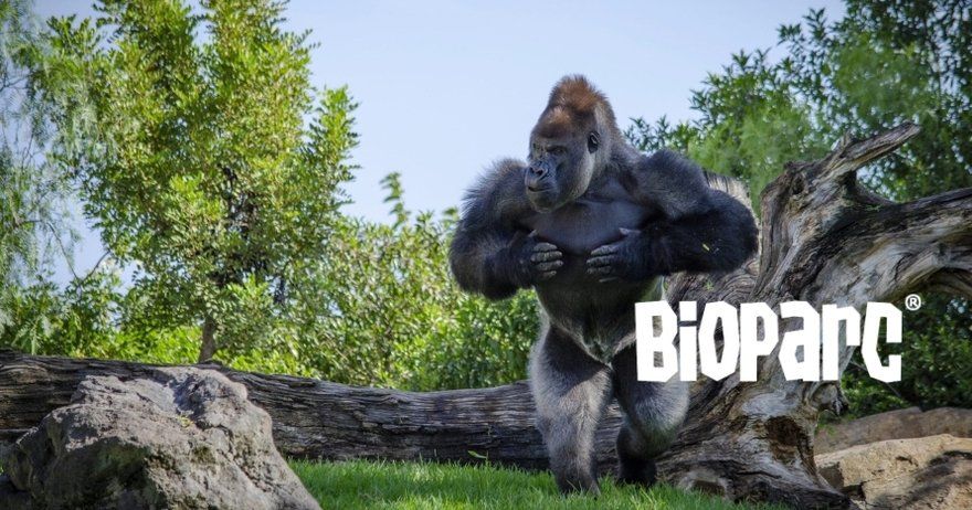 Bioparc Valencia