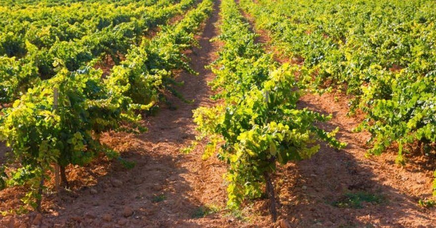Visita a la bodega Pago de Tharsys