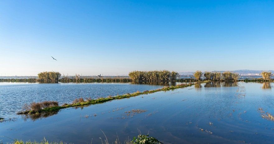 Free tour por la Albufera