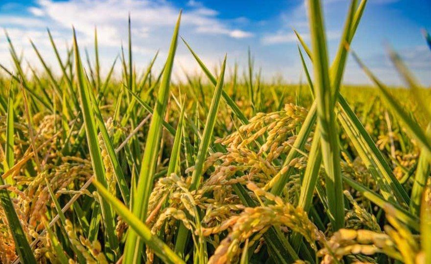 Tour por Valencia y la Albufera + Campos de arroz