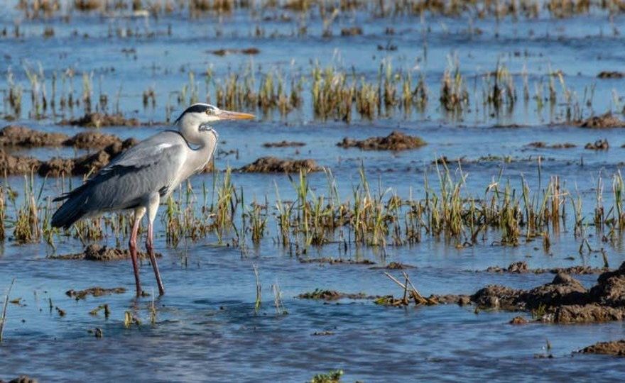 Autobús turístico de la Albufera + Paseo en barca