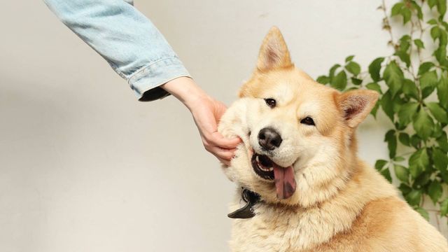 3+1 planes cuquis para hacer con tu perro en Valencia