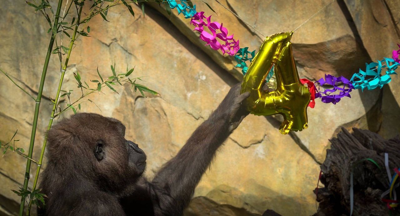El pequeño gorila «Pepe» celebró sus cuatro años. Foto: Bioparc