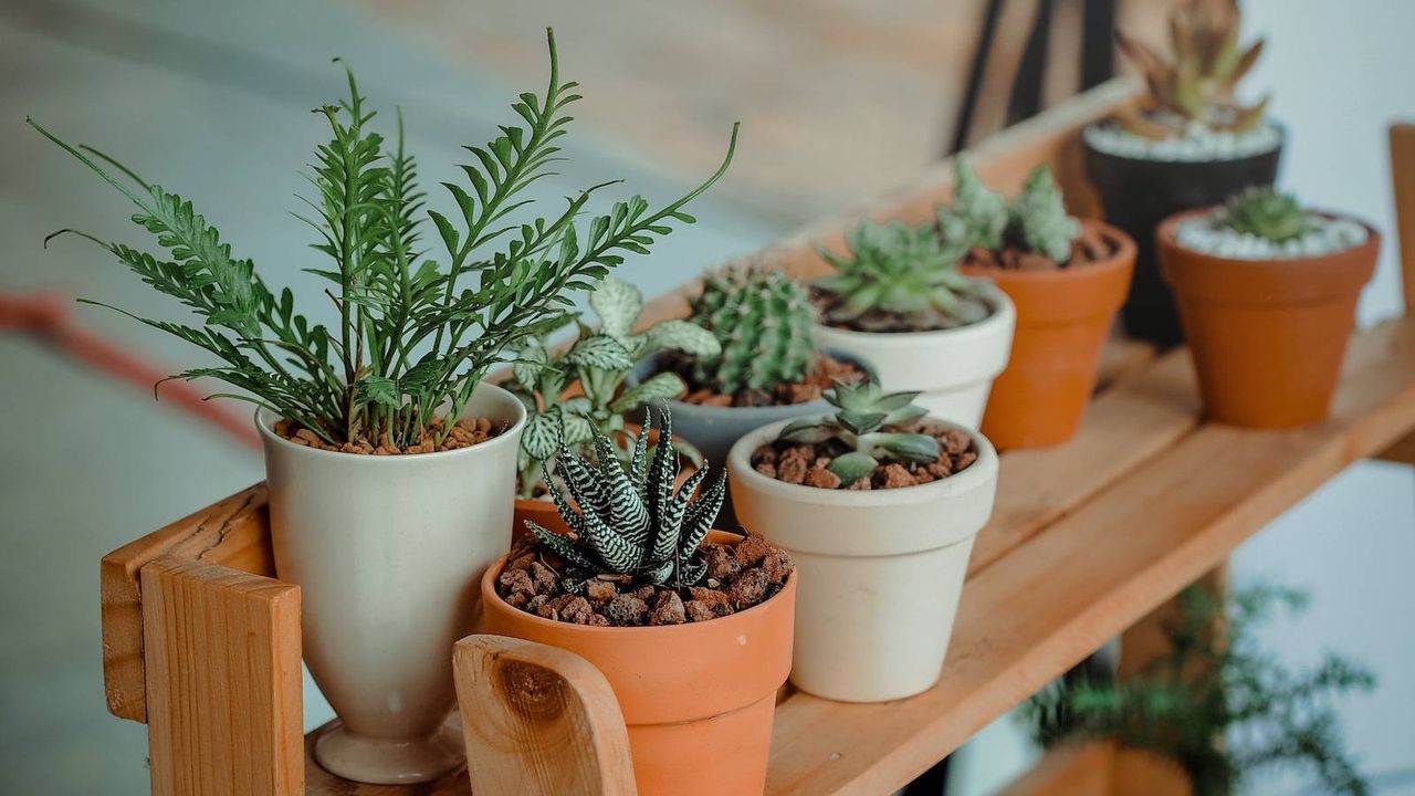 ¿Dónde puedo comprar plantas naturales en Valencia?