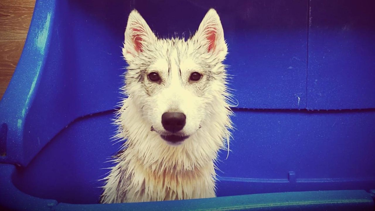 ¿Buscas un buen SPA canino en Valencia? Estos 3 son lo más