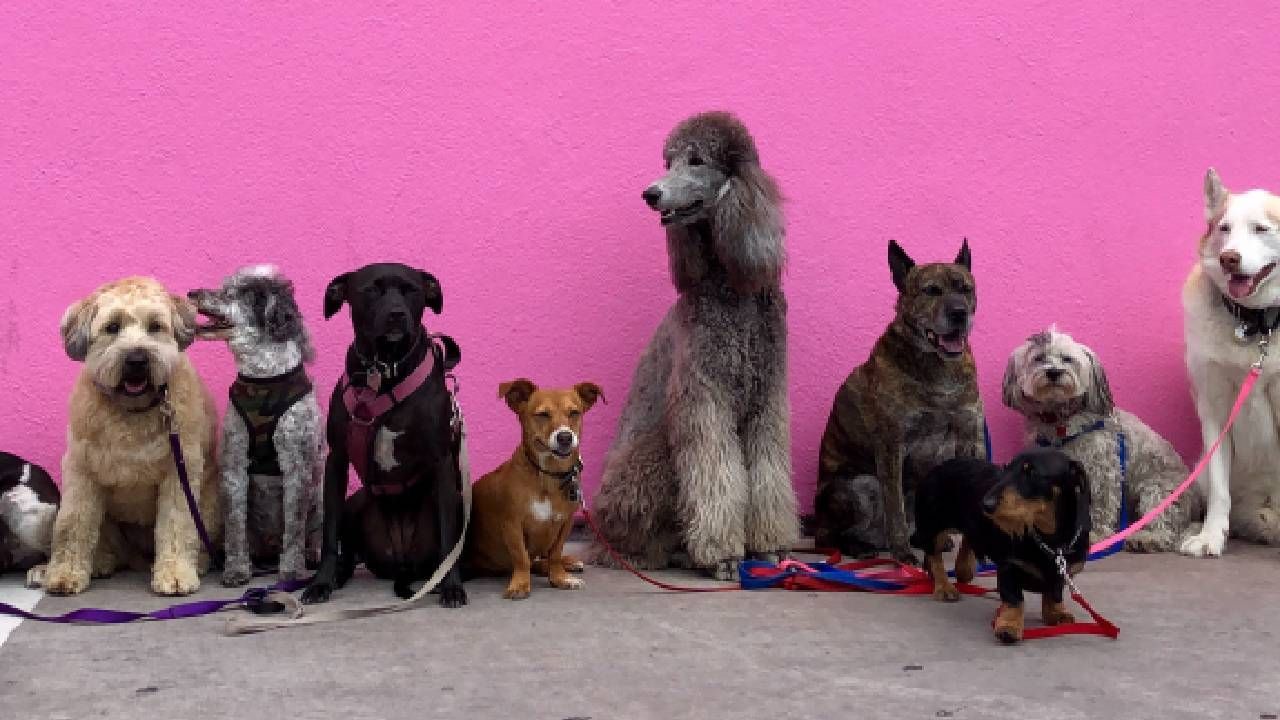 Expocanina vuelve a Valencia