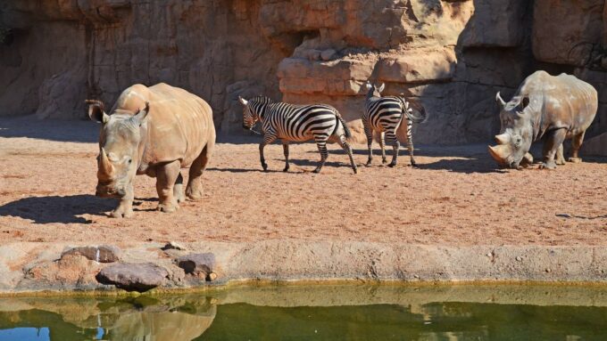Alista tu mochila y visita el Bioparc en Valencia