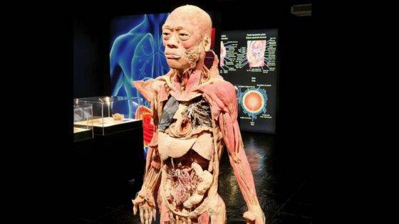 «Bodies Revealed»: la polémica exposición sobre el cuerpo humano llega a Valencia